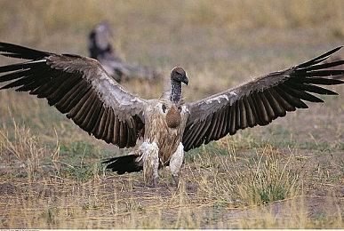 《黑神话》领衔 科隆开幕式确认参展游戏名单